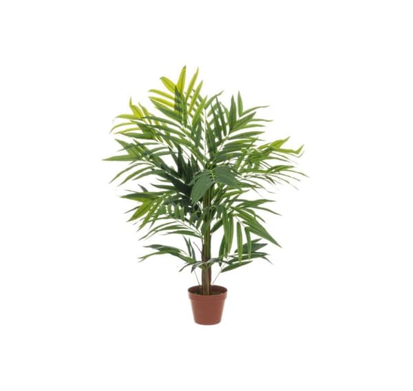 4Levende Kentia palme 107 cm