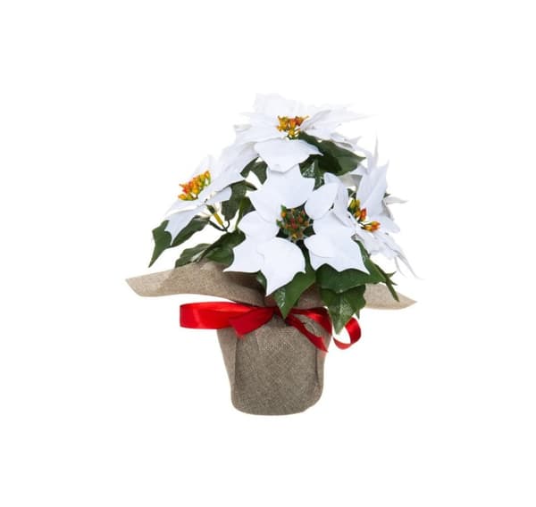 Winteria Julestjerne i potte 33 cm hvid
