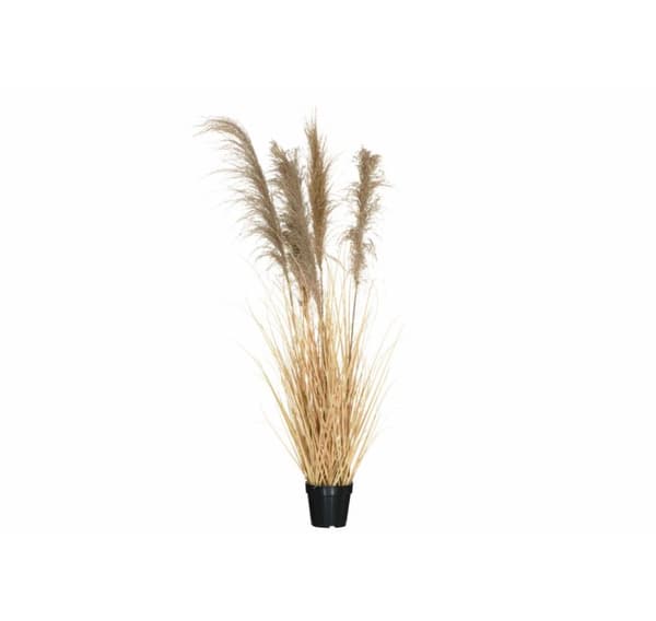 4Levende gress med potte 147 cm