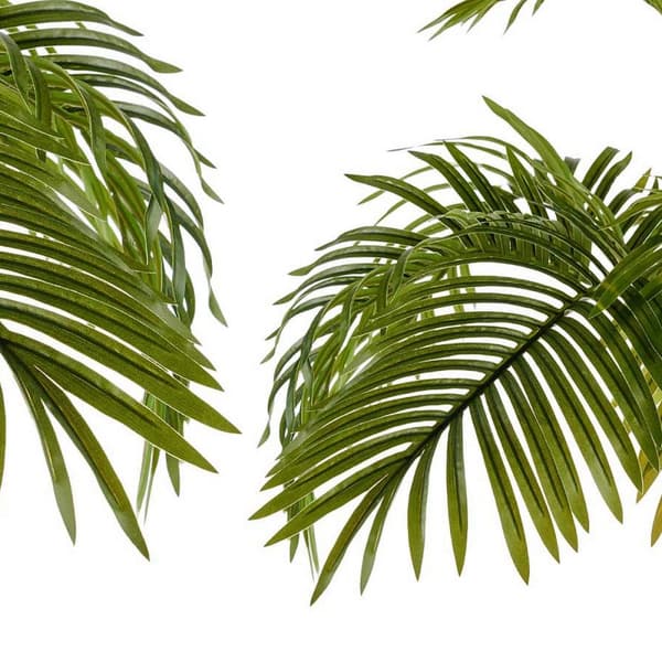 Dekorativ plante Palmera Grøn Plastik (100 x 100 x 100 cm)