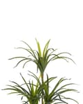 Miniatyrbilde 4 av 6: Kunstig Dracaena Grønn Svart Potte 147 cm Innendørs Dekorativt Tilbehør