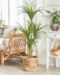 Miniatyrbilde 2 av 6: Kunstig Dracaena Grønn Svart Potte 147 cm Innendørs Dekorativt Tilbehør
