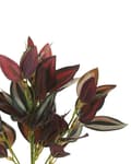 Miniatyrbilde 4 av 5: Kunstig potteplante Grønn og rød Syntetisk materiale Svart potte 35 cm Dekorativt innendørs tilbehør