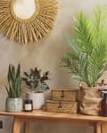 Miniatyrbilde 2 av 5: Kunstig potteplante Grønn og rød Syntetisk materiale Svart potte 35 cm Dekorativt innendørs tilbehør