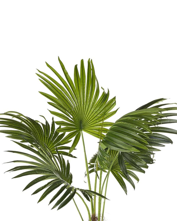 Kunstig Potteplante Grønn Svart Plast 100 cm Dekorativt Innendørs Tilbehør