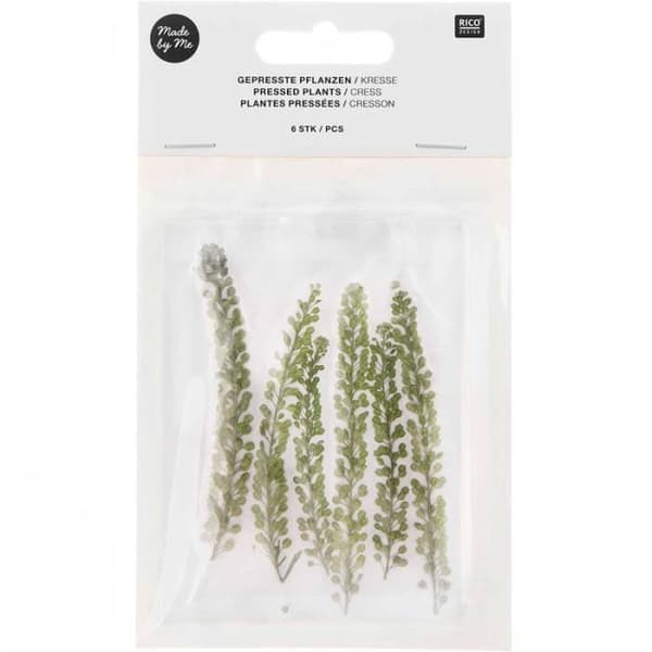 Pressade blommor - RICO DESIGN - Vattenkrasse - 9 cm - Årets dekorationstrend - Grön