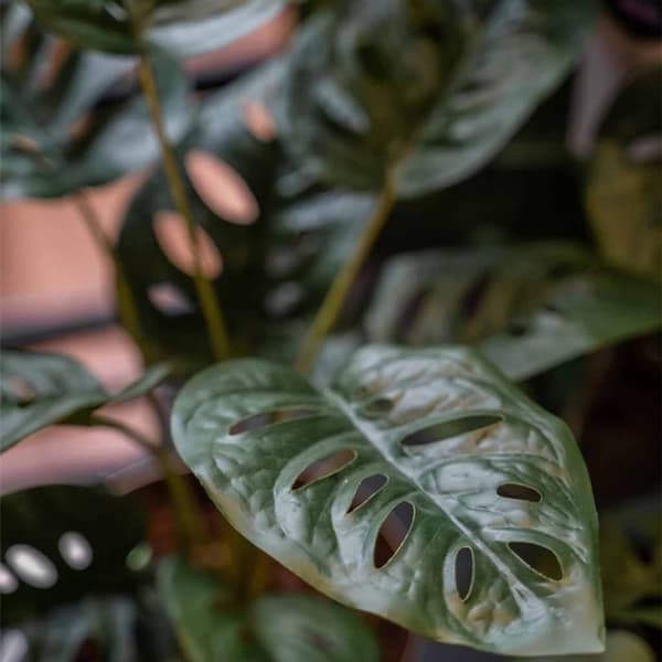Emerald kunstig monstera i potte Monkey 43 cm