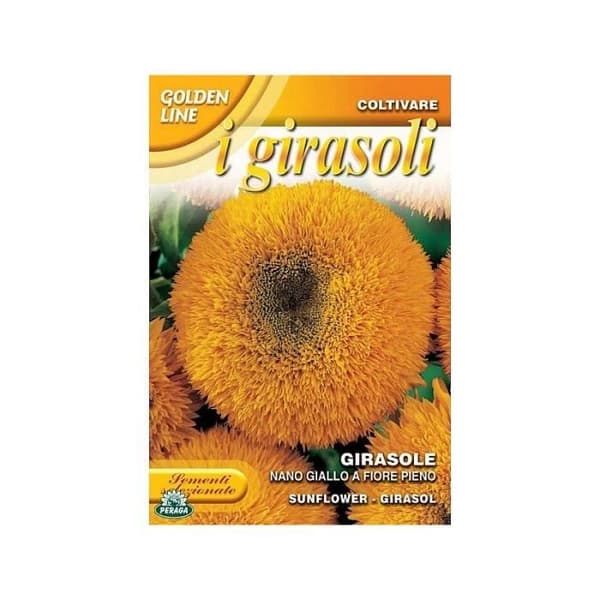 Semi av solros dvärgsort gul med fyllda blommor - INGEN NAMN - Årlig sort - För trädgård och utomhus