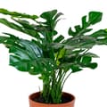Miniatyrbild 1 av 3: Konstgjord Monstera Deliciosa 45 cm