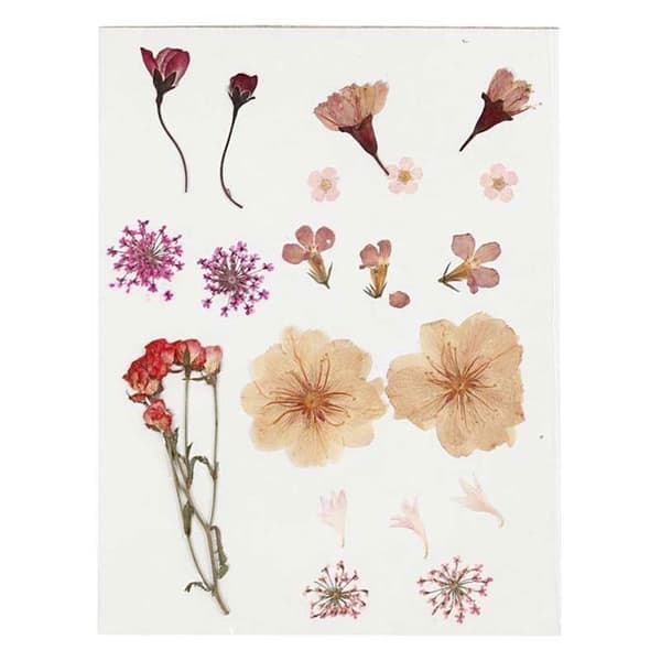 40 torkade och pressade blommor - Ljusrosa