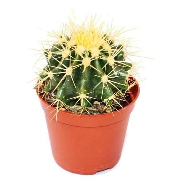 Echinocactus grusonii - svärmors stol - i en 5,5 cm kruka