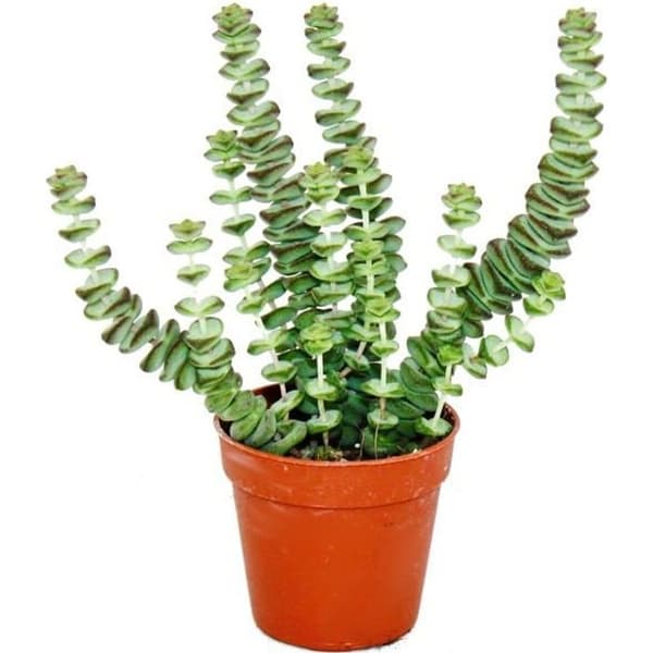 Suckulentväxt - Crassula Hottentot - tjockt blad - i 8,5 cm kruka