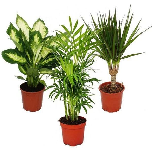 Exotenherz - Mix II krukväxt, set om 3, 1x Dieffenbachia, 1x Chamaedorea (bergspalm) 1x Dracena marginata