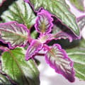 Miniatyrbild 3 av 3: Gynura Purple Passion - sammetsblad - sammetsnässla - lila växt 12cm