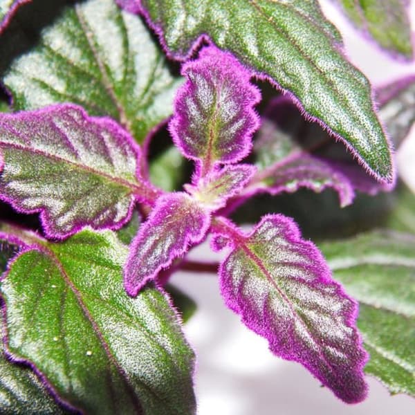 Gynura Purple Passion - sammetsblad - sammetsnässla - lila växt 12cm