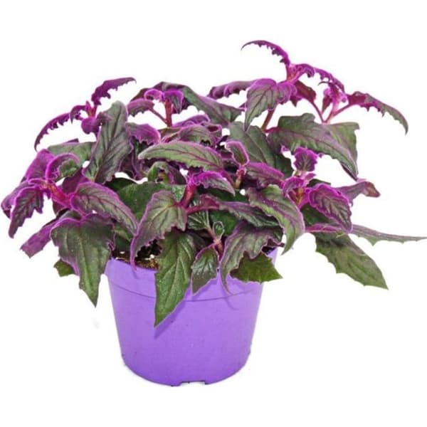 Gynura Purple Passion - sammetsblad - sammetsnässla - lila växt 12cm