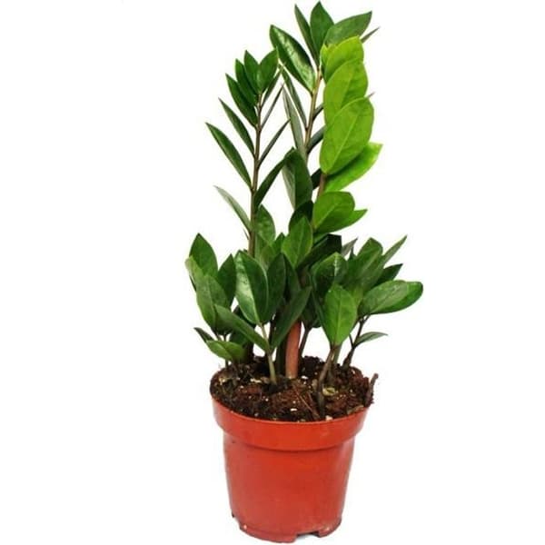 Zamioculcas zamiifolia - Zamio Palm - 12 cm kruka med Zamio ormbunke