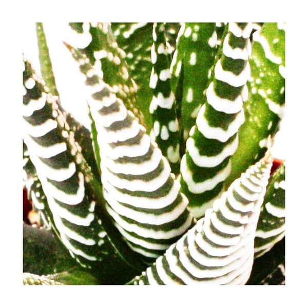 Haworthia fasciata "Big Band" - liten planta i 5,5 cm kruka