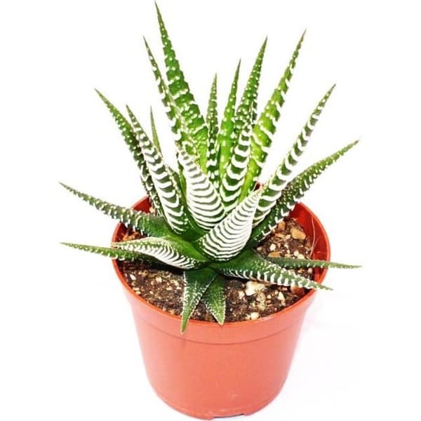 Haworthia fasciata "Big Band" - liten planta i 5,5 cm kruka