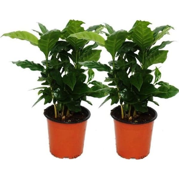 Exotenherz - Kaffeträd (Coffea arabica) 2 Plant - Krukväxt
