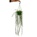Miniatyrbild 2 av 2: Hängväxt inomhus - Hoya linearis - Vaxblomma 14cm trafikljus