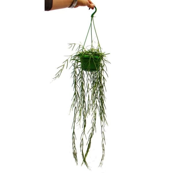 Hängväxt inomhus - Hoya linearis - Vaxblomma 14cm trafikljus