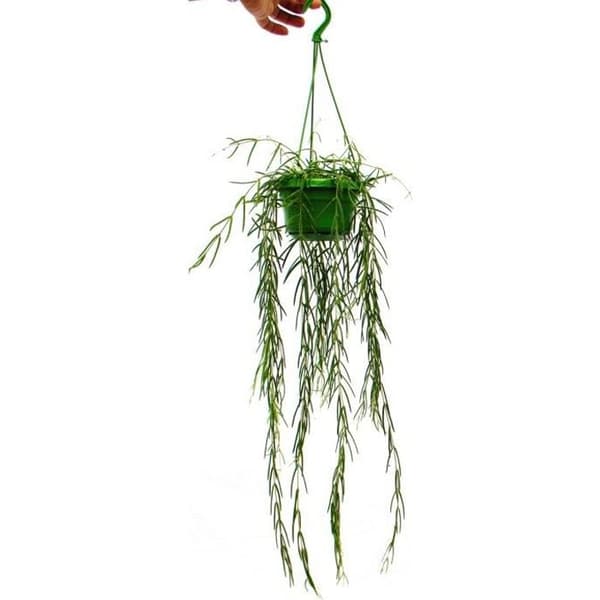 Hängväxt inomhus - Hoya linearis - Vaxblomma 14cm trafikljus