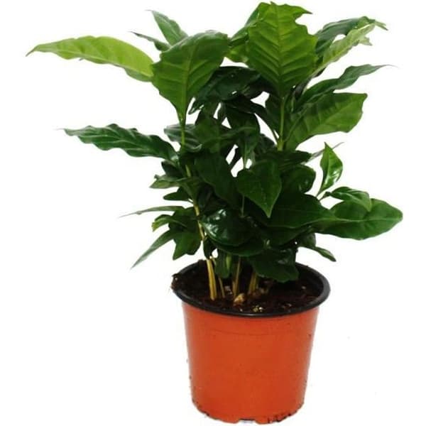 Kaffeträd (Coffea arabica) 1 planta - krukväxt