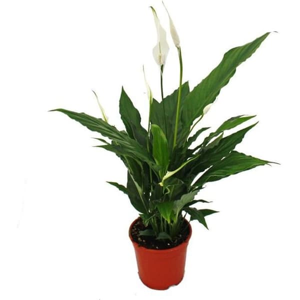 Spathiphyllum, enkelblad, "Sweet Chico", 13cm kruka