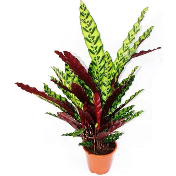 XXL-skuggväxt med ovanligt lövmönster - Calathea lancifolia - 17cm kruka - höjd ca. 70-90 cm