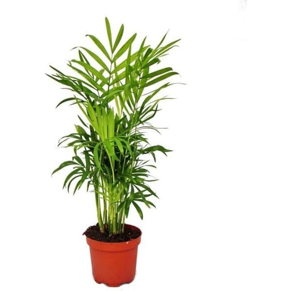 Chamaedorea elegans - palmträd - bergspalm 9cm kruka