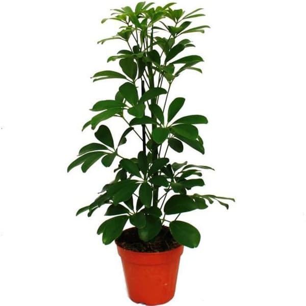 Radiant Aria - Schefflera - grönt bladverk - 12cm kruka - inomhusväxt - höjd ca. 40-45 cm
