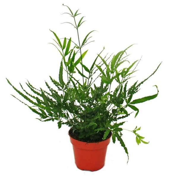 Ormbunke - Set med 3 - består av 3 arter av speciella ormbunkar i en 12 cm kruka