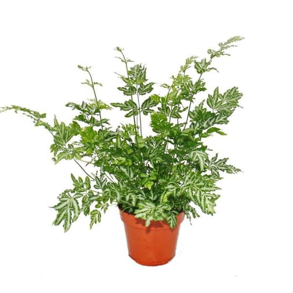 Ormbunke - Set med 3 - består av 3 arter av speciella ormbunkar i en 12 cm kruka