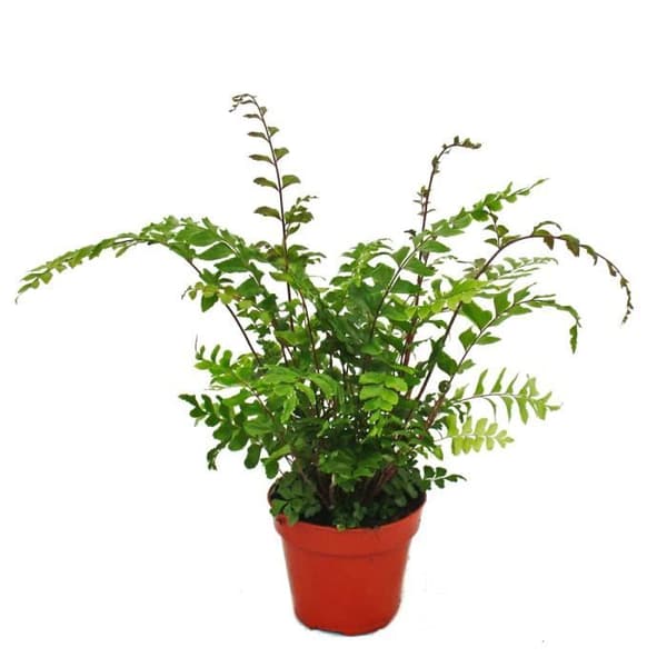 Ormbunke - Set med 3 - består av 3 arter av speciella ormbunkar i en 12 cm kruka
