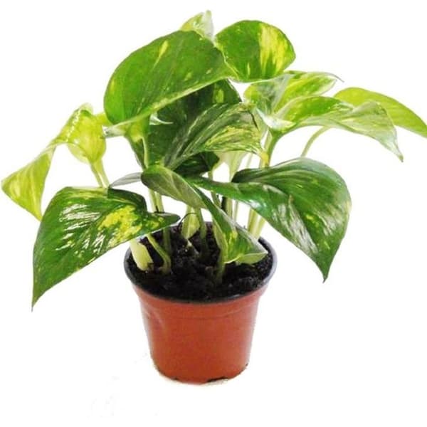 Filt - Scindapsus - Epipremnum - 12cm kruka - inomhusväxt