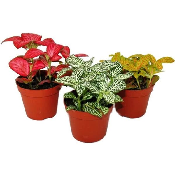 Set om 3 Fittonia i olika färger, silvernätblad, mosaikväxt, 9 cm kruka