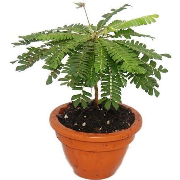 Biophytum sensitivum - Söderhavet - 9 cm lerpalm - Växten som rör sig - Perfekt för barn - Minipalm