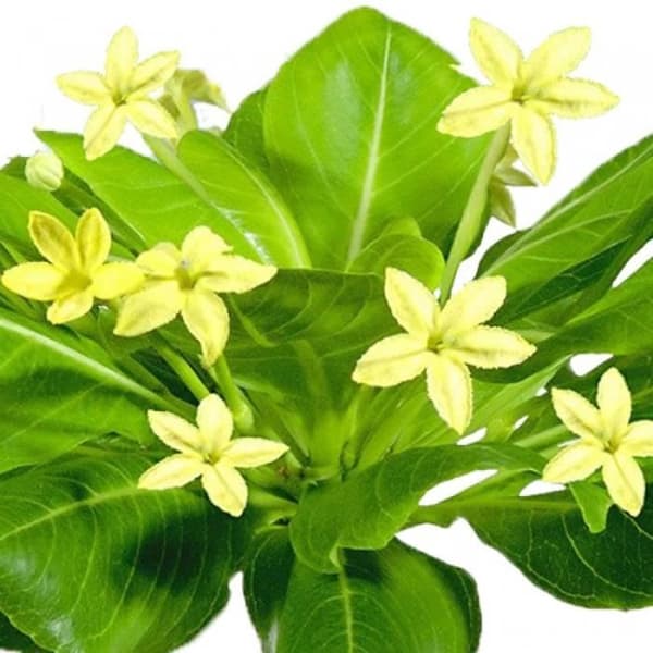 Exotenherz -Hawaiian Palm Brighamia insignis