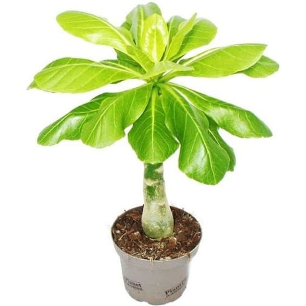 Exotenherz -Hawaiian Palm Brighamia insignis