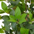 Miniatyrbillede 3 af 3: vidaXL kunstig plante laurbærtræ med urtepotte grøn 150 cm -  Kunstig flora