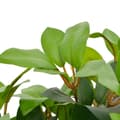 Miniatyrbild 3 av 3: vidaXL Konstväxt Lagerträd med kruka 40 cm grön -  Artificiell flora