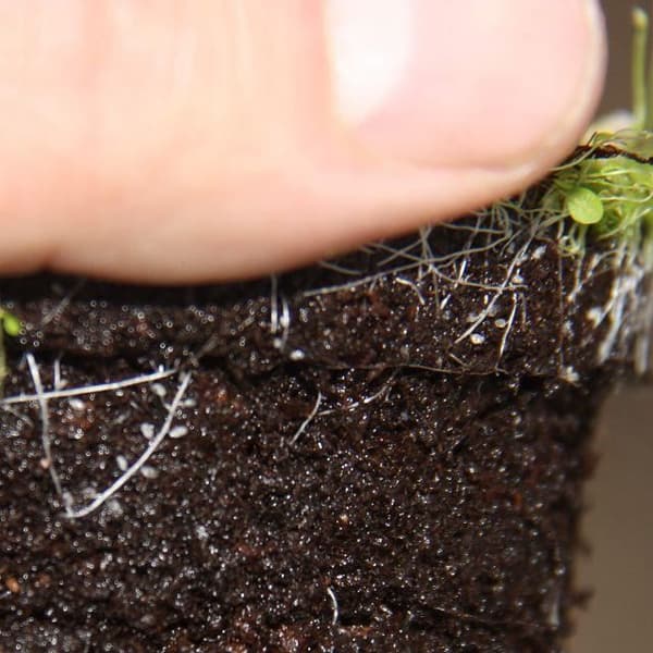 Köttätande växt - Vattenrör - Utricularia - 9cm kruka - Rarity