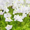 Miniatyrbild 2 av 3: Köttätande växt - Vattenrör - Utricularia - 9cm kruka - Rarity