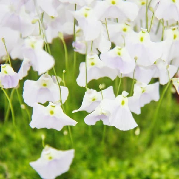 Köttätande växt - Vattenrör - Utricularia - 9cm kruka - Rarity