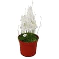 Miniatyrbild 1 av 3: Köttätande växt - Vattenrör - Utricularia - 9cm kruka - Rarity