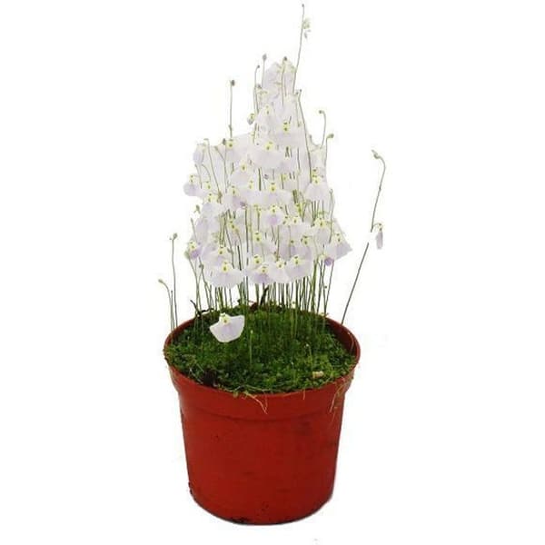 Köttätande växt - Vattenrör - Utricularia - 9cm kruka - Rarity