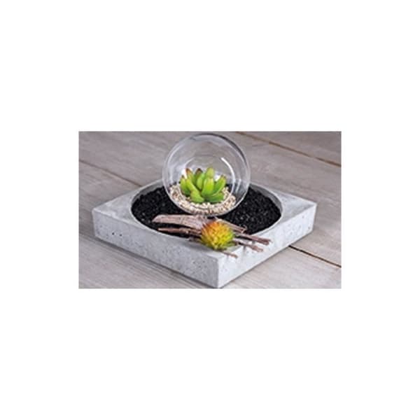 Miniplanta 'Rayher- Mini garden' Succulent Echeveria