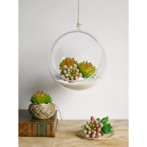 Miniplanta 'Rayher- Mini garden' Succulent Echeveria