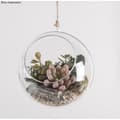 Miniatyrbild 2 av 2: Konstväxt - Rayher - Echeveria - Plast - 4 x 2,5 cm - Realistiskt utseende